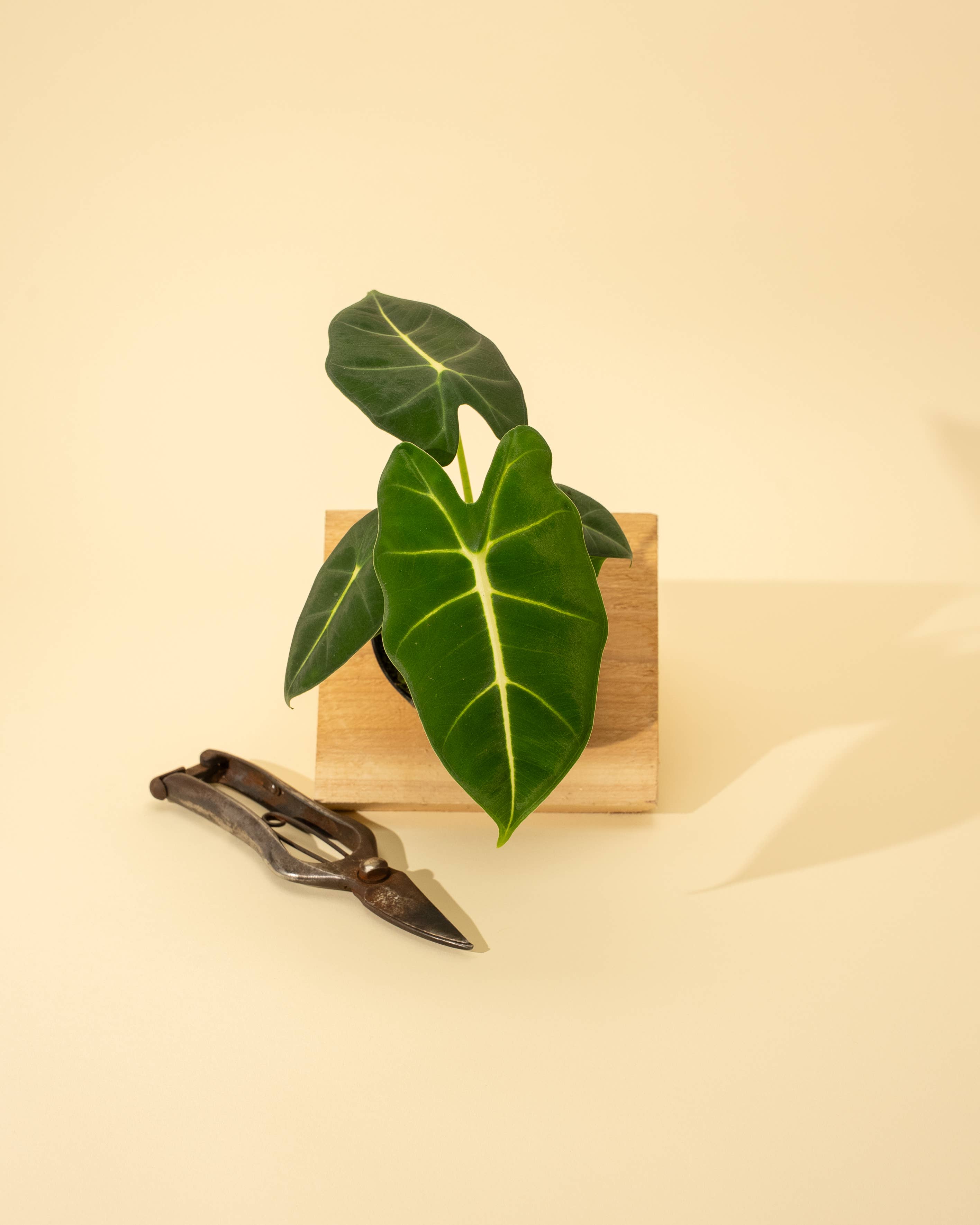 4" Alocasia 'Frydek'