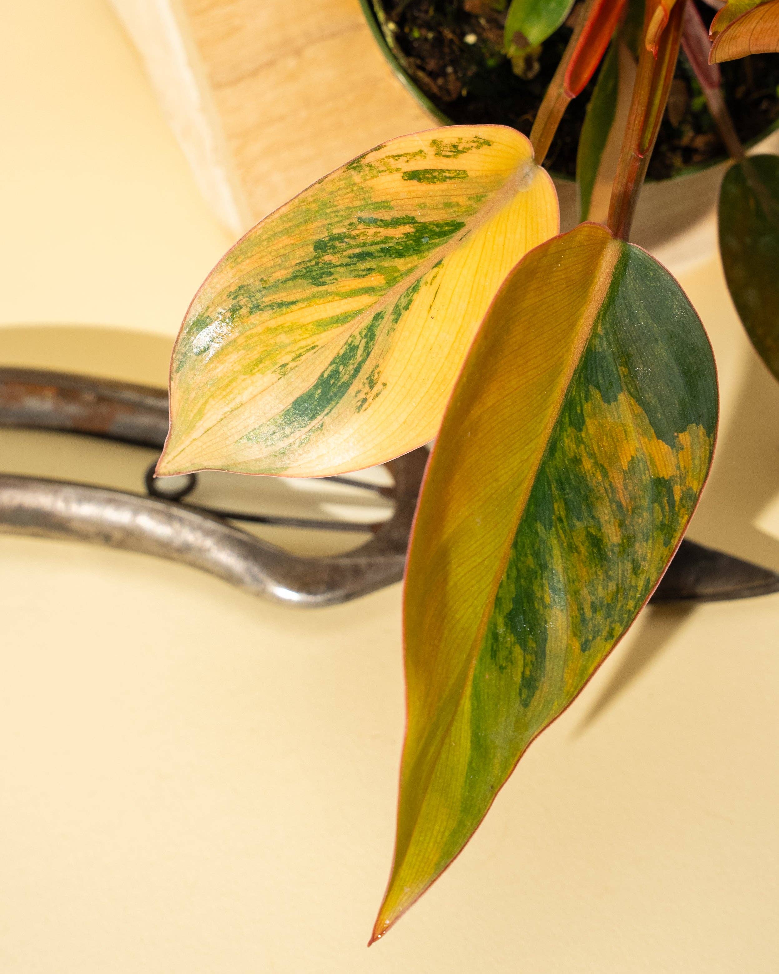 4" Variegated Philodendron Red Congo 'Red Hot'