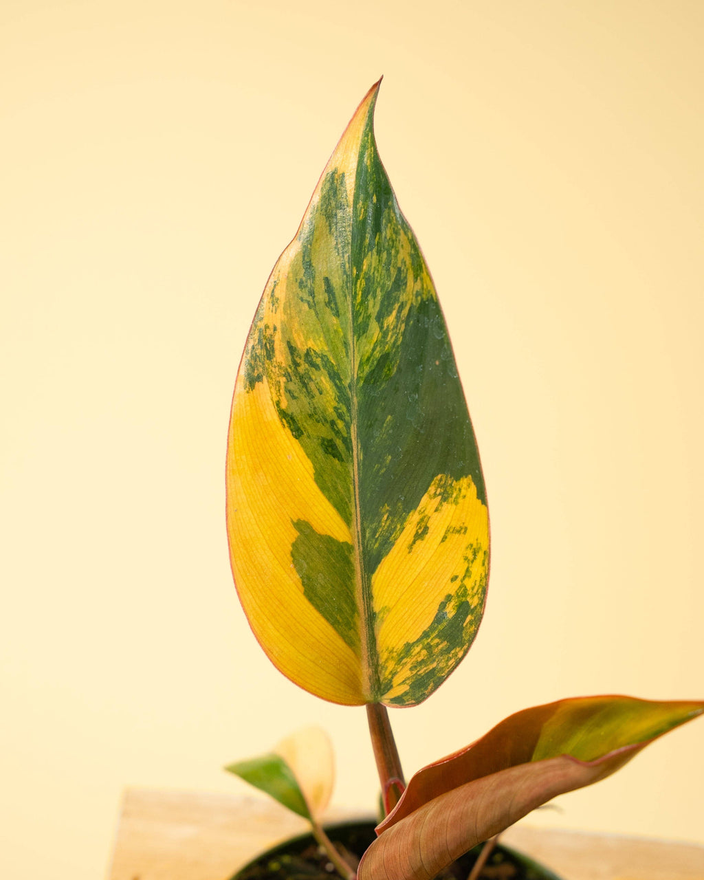 4" Variegated Philodendron Red Congo 'Red Hot'