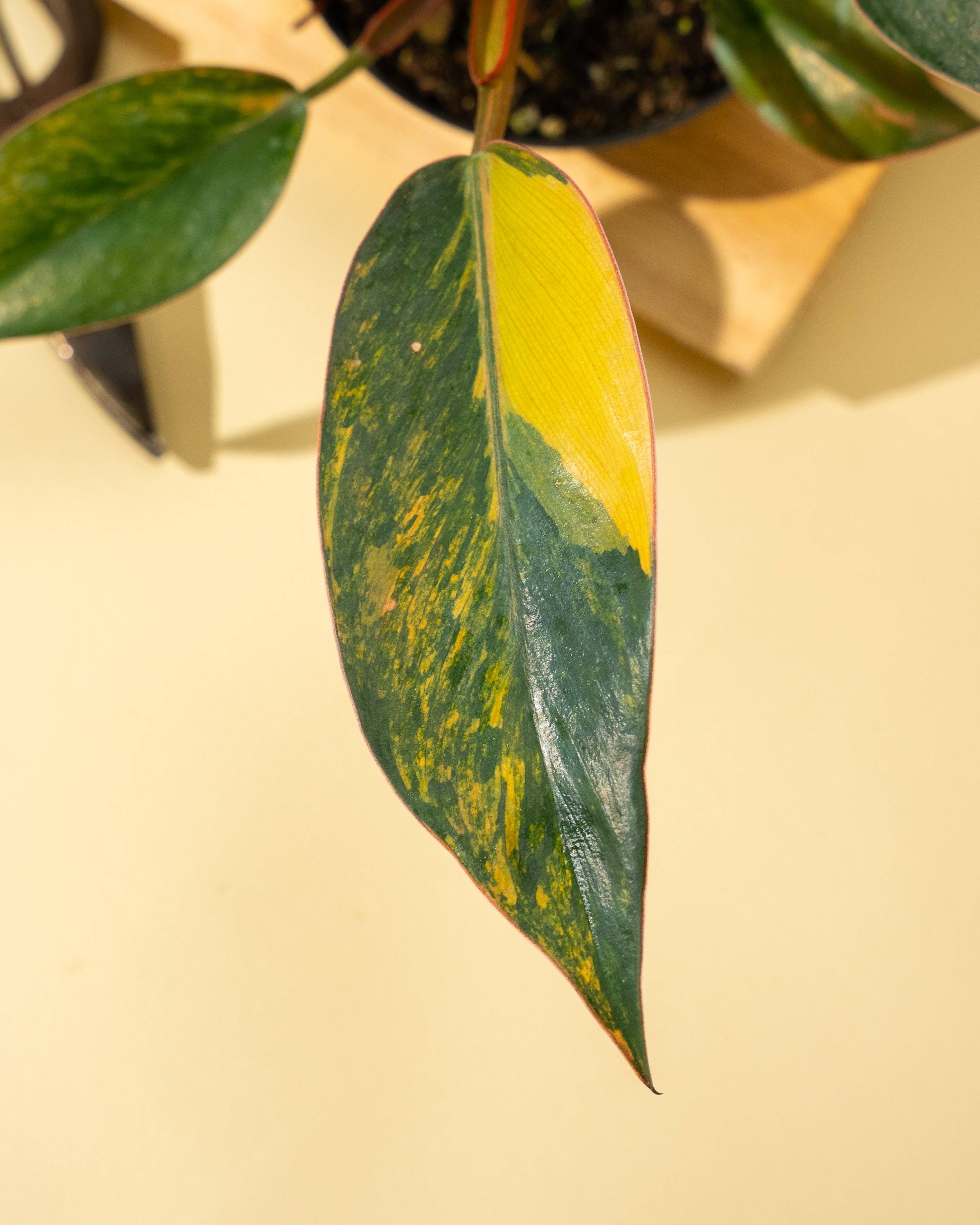 4" Variegated Philodendron Red Congo 'Red Hot'