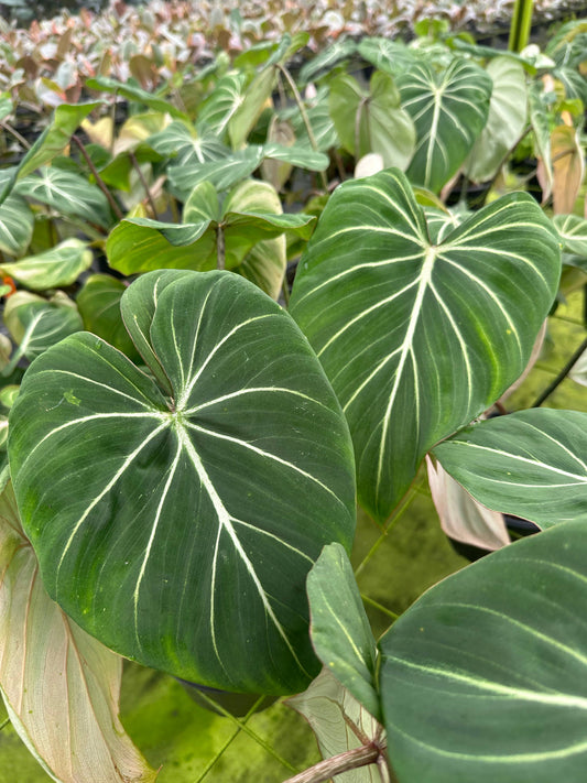 6" Philodendron Gloriosum