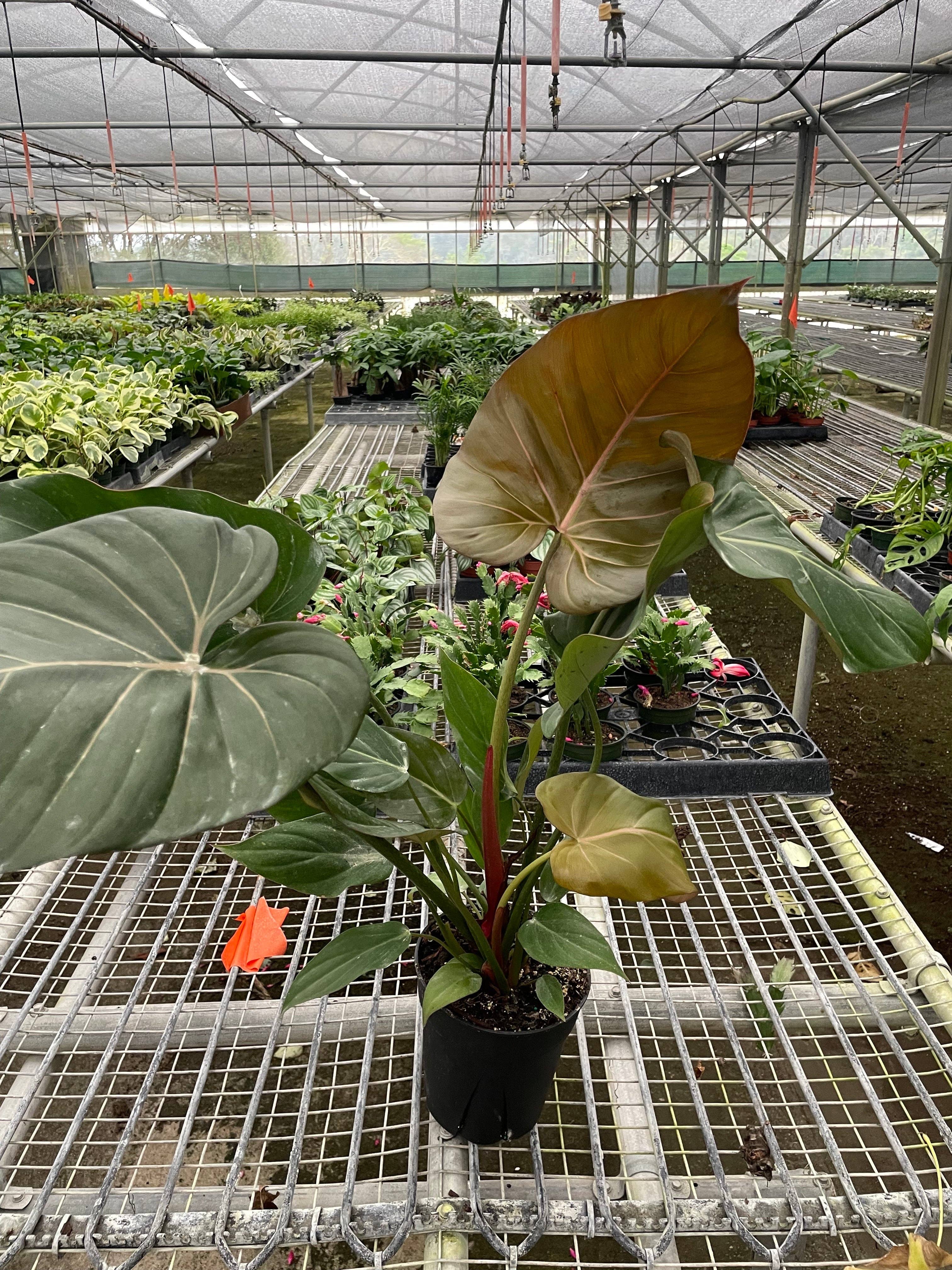 Philodendron 'Summer Glory': 6" Pot