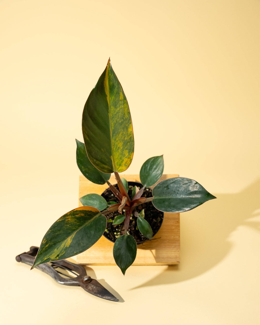 4" Variegated Philodendron Red Congo 'Red Hot'